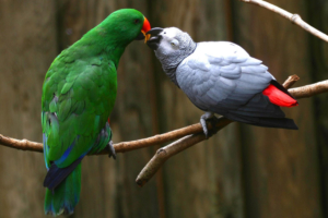 Love Parrots3025016164 300x200 - Love Parrots - Parrots, Love, Eagle